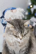 Siberian cat of livestock, purebred hypoallergenic pet with Santa Claus puppet behind