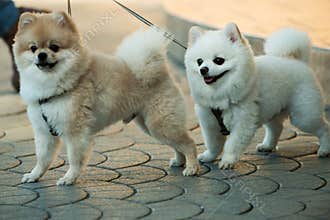 They are so lovable. Pomeranian spitz dogs walk on leash. Pedigree dogs. Dog pets outdoor. Cute small dogs playing