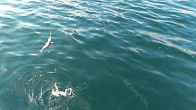 Catching yakkas for live bait