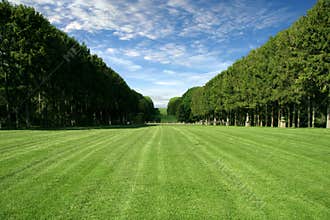 Manicured Lawn - Large Green Field