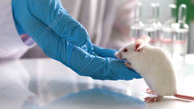 Scientist holding mouse in hand