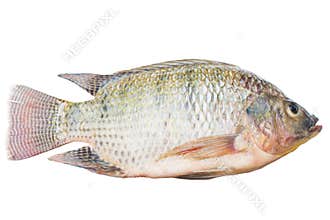 The Oreochromis niloticus isolated or mossambicus fish isolated white background