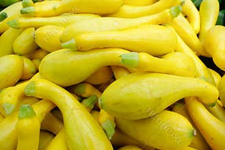 Organic Yellow Squash