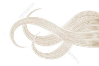 Gray hair, isolated on white background. Long wavy ponytail