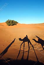 Camel caravan shadows