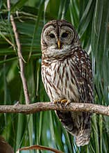 Barred Owl Portrait