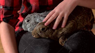 Close up woman caressing rabbit.