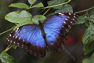Peleides blue morpho