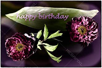 Happy Birthday card with peonies in pink, dark violet and green
