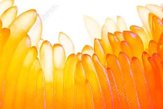 Pomelo fruit macro photography