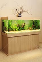 Home aquarium