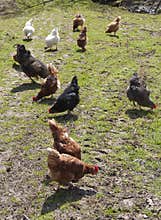 Chickens on farm