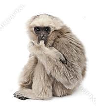Young Pileated Gibbon, 1 year old
