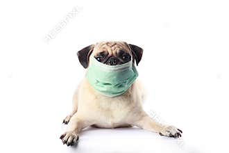 Dog with mask on white