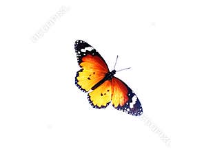 Monarch butterfly, Isolated on white background.