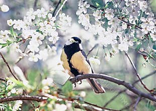 Cute bird tit sitting with a Bud in its beak among the white cherry blossoms in the may spring fragrant garden