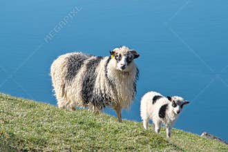 Faroese sheep ewe with lamb on Island Streymoy Strømø of the Faroe islands.