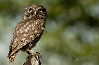 The little owl, nocturnal raptors, Athene noctua, perched on a log where the mouse hunts and small insects
