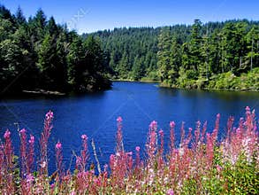 Cove with wildflowers near Gardiner, Oregon