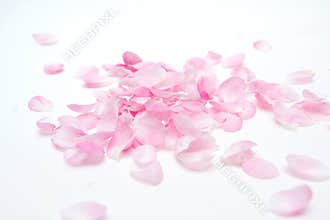 Pink petals