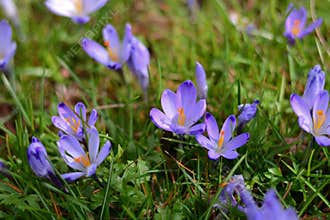 the beautiful purple flowers bloom in the rain-soaked meadow of the night
