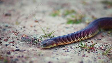 Blurry close up of snake slithering to camera
