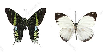 Colorful butterflies over a white background.