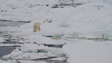 Polar bear with two cubs