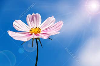 Pink Cosmos Flower in The Sunlight