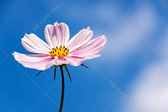 Pink Cosmos Flower in Blue Sky