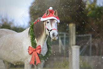White Christmas horse with Santa& x27;s hat