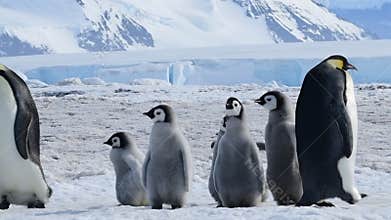 Emperor Penguin with chicks in Antarctica