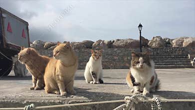 Hungry Cats Meet Fisherman Boat in a Greek Port.