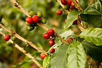 Coffee plants to mature