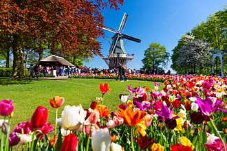 Blooming colorful tulips flowerbed in public flower garden with windmill. Popular tourist site. Lisse, Holland, Netherlands
