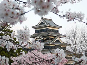 Matsumoto Castle during cherry blossom (Sakura)