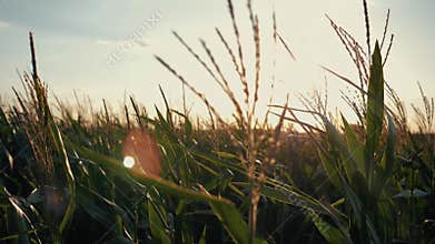 Sunset over the corn field. Corn in the sun.