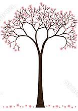 Cherry blossom tree