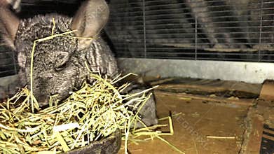 Female pet chinchilla with babies