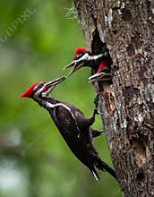 Pileated Woodpecker in Florida