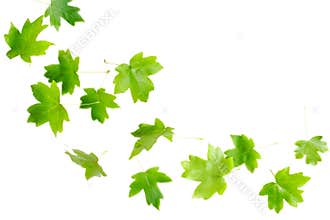 Falling Green Leaves