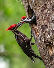 Pileated Woodpecker in Florida
