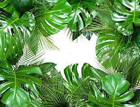 Close up of bouquets of various fresh tropical leaves on white b