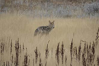 Yellowstone Coyote.