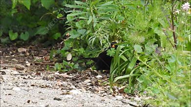 British blackbird foraging in undergrowth for nesting material food