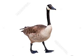 Canada goose isolated on white background