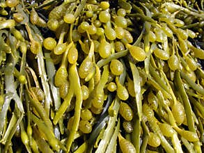 Brown algae, fucus