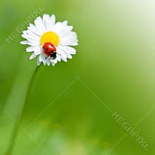 Ladybug