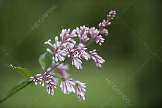 Purple lilac branch blooming on a blurrybackground