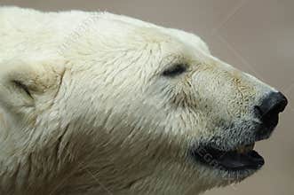 Polar Bear (Ursus maritimus)